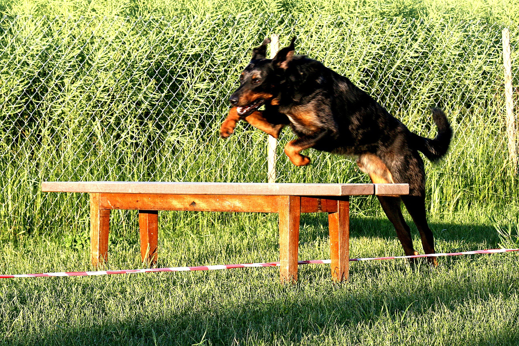 sporthund, Hundesport mit dem Beauceron ist mehr als ein Geländelauf (Cani-Cross). Hundesport ist viel mehr als das Bike vom Beauceron ziehen zu lassen (Velo-Jöring). Auch für Wagenrennen (DOg Cart) sind Beaucerons nicht gezüchtet worden. Es sind Schäfer- und Hütehunde und sollten in den für diesen Hundeberuf wichtigen Eigenschaften gefördert werden.